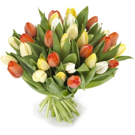 matras te rechtvaardigen puur Lichte Tulpen Gemengd – Bloemen Bezorgen Heemstede